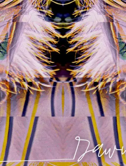 &Tilly - Dawn