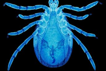 Indelible Scars - Darkly Dreaming