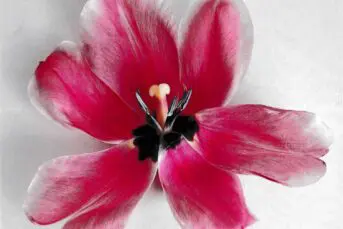 Låska - Burning Heart