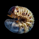Shonalika - Maggot (Cover artwork)
